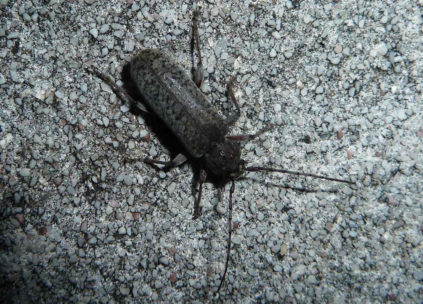 Cerambycidae da identificare - Trichoferus holosericeus